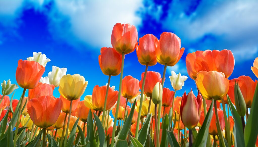 orange and yellow tulips with bright blue sky