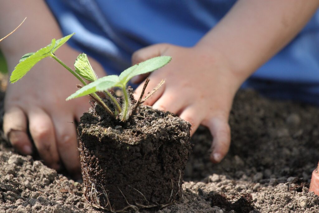 Child gardening, planting a plant in soil