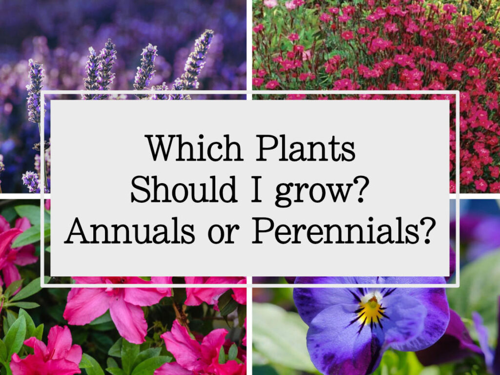 Which plants should I grow? Annuals or Perennials Potter & Play