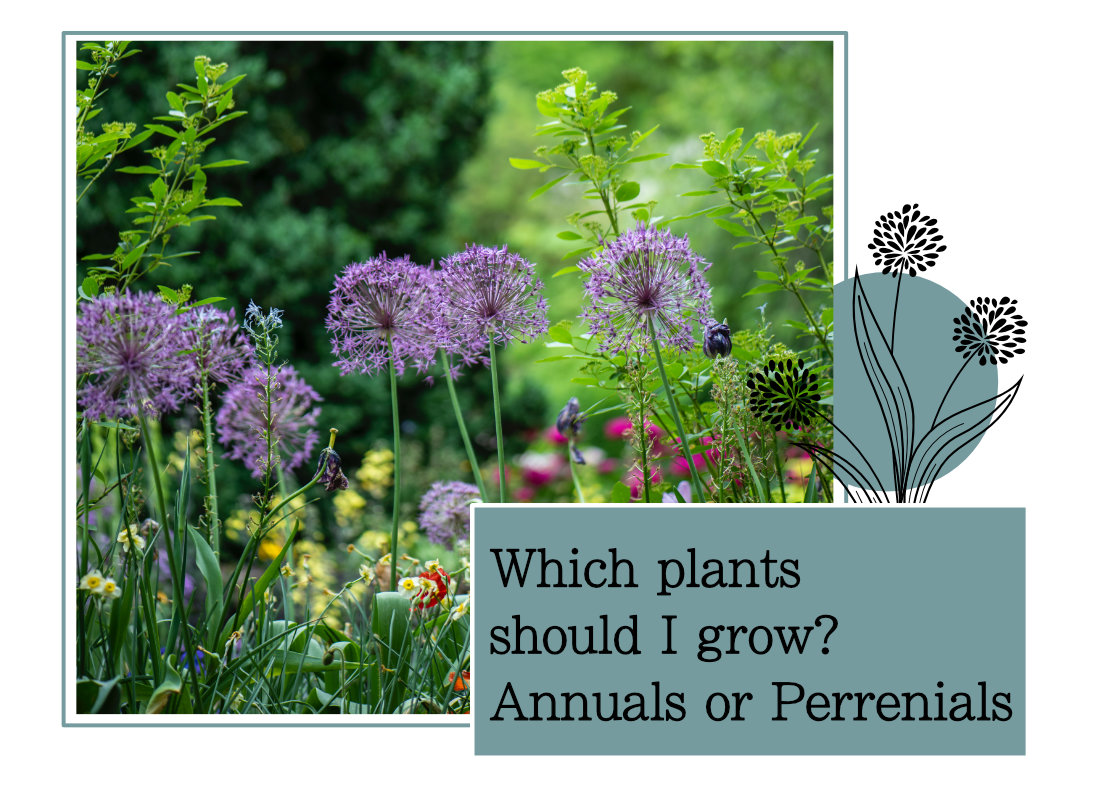 Which plants should I grow? Annuals or Perennials