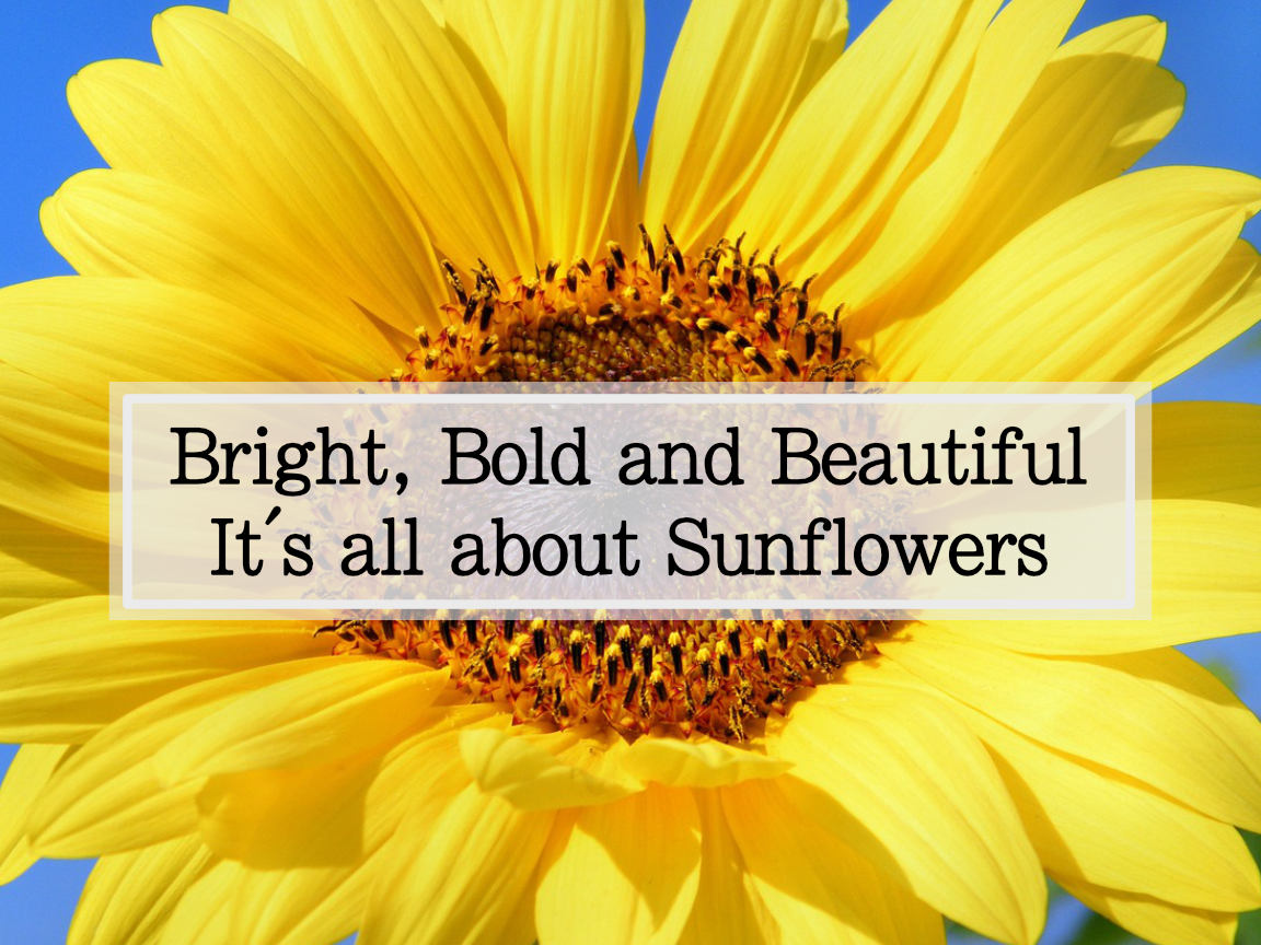 bright yellow sunflower, header image all about sunflowers
