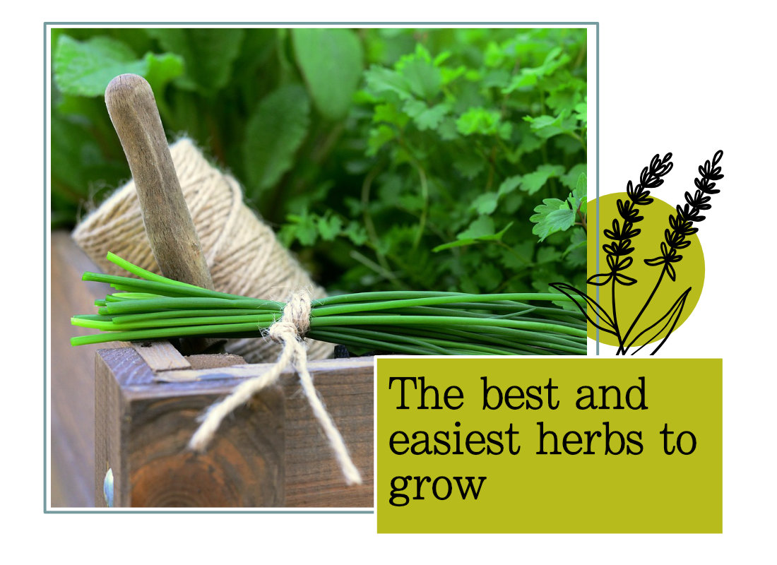 The best and easiest herbs to grow