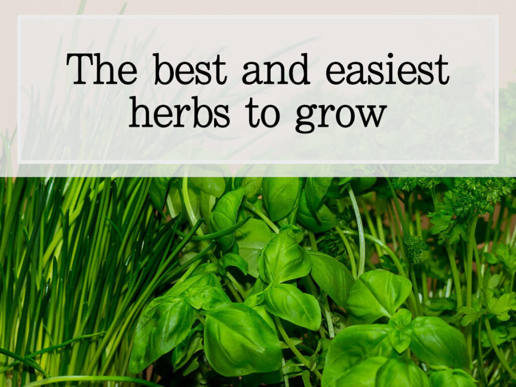 The best and easiest herbs to grow Potter & Play