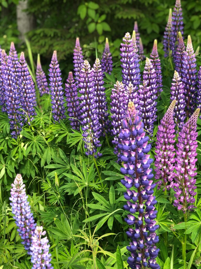 lupin perennial plant