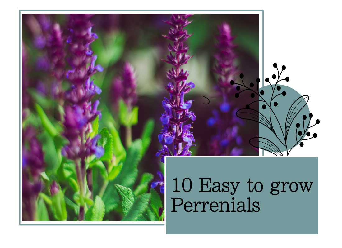 10 Easy To Grow Perennial Plants