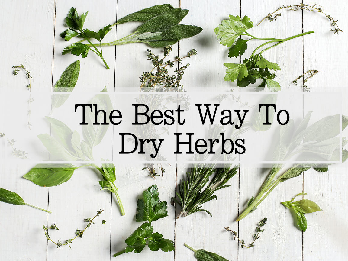 herbs on white background the best way to dry herbs