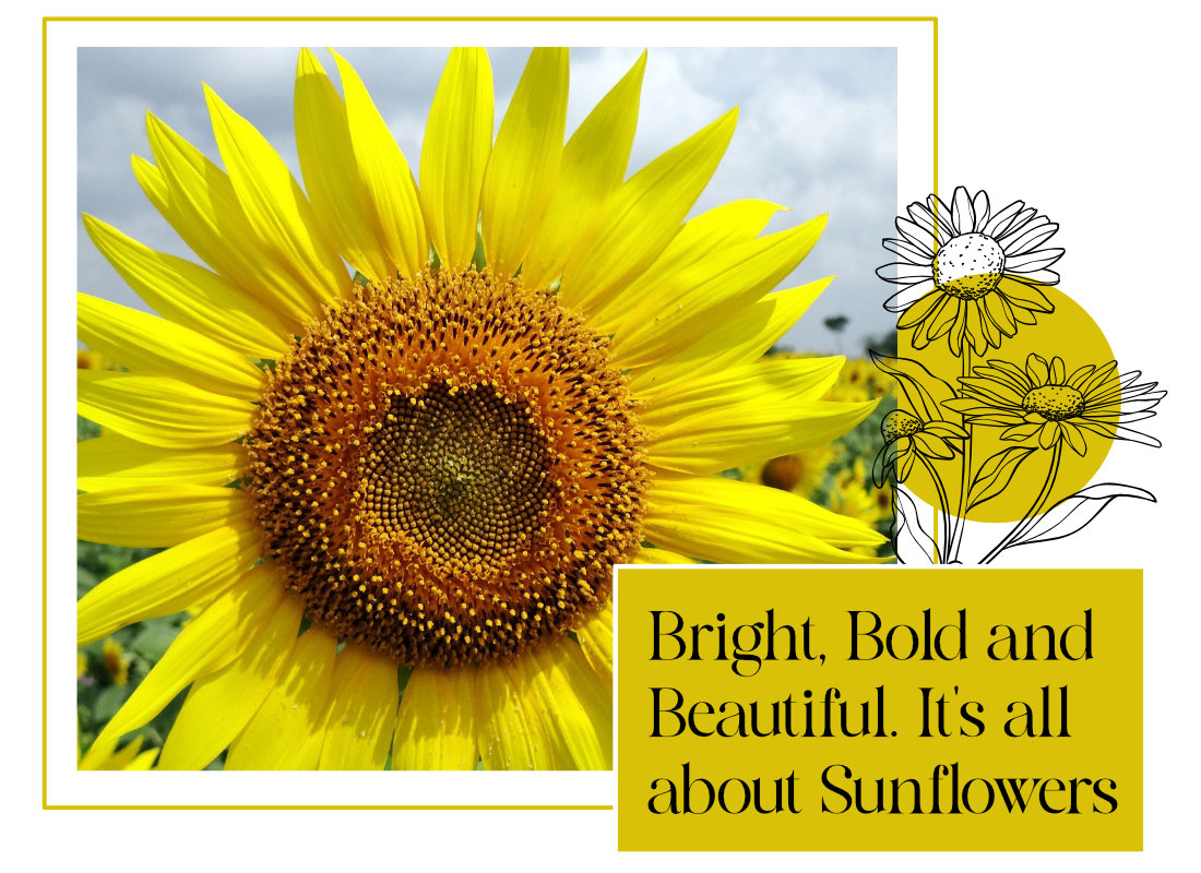 Sunflower blog post header