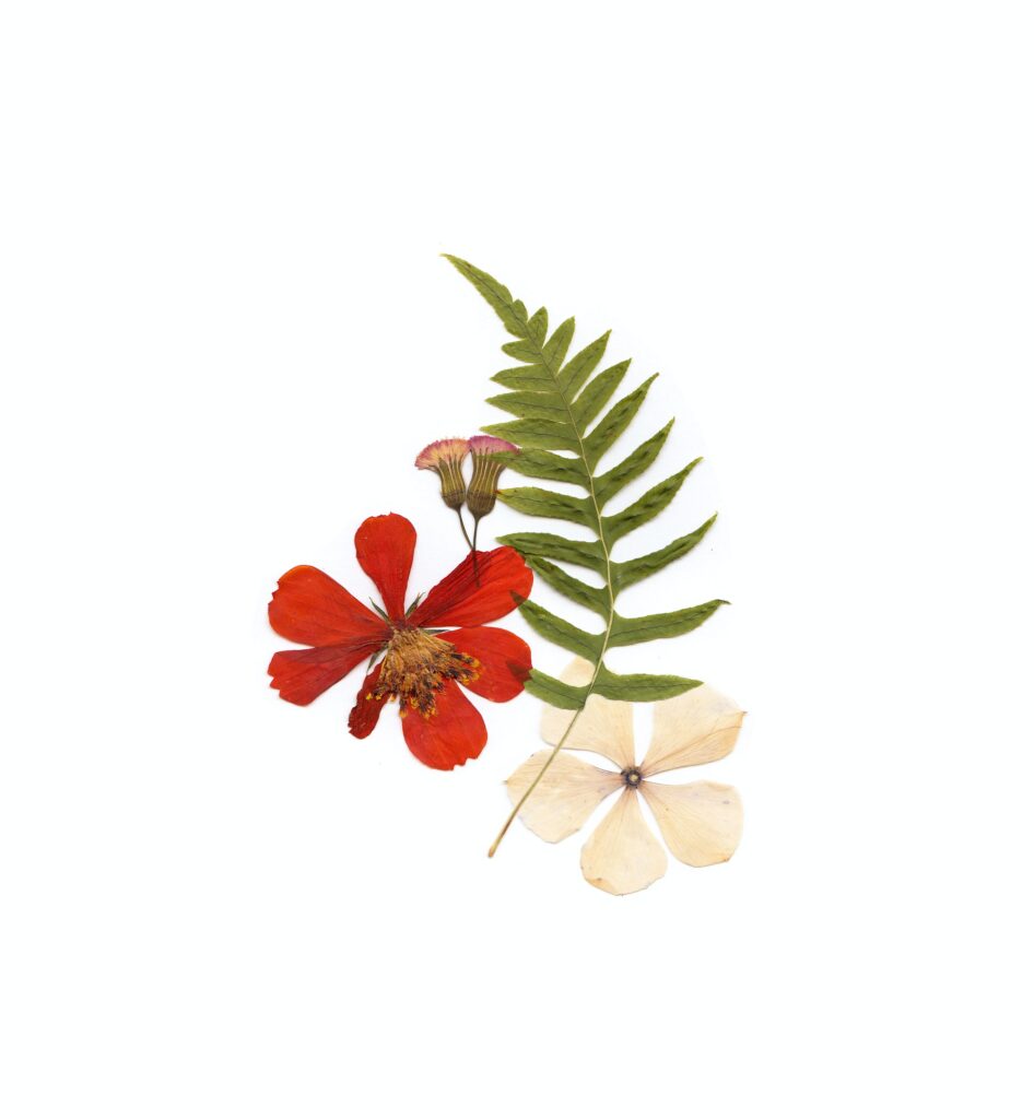 pressed red and white flowers with pressed green leaf