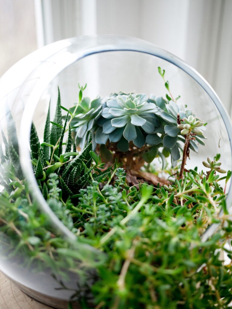 nature terrarium in glass jar