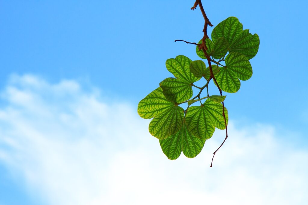 green leaf with pattern with bright blue summer sky