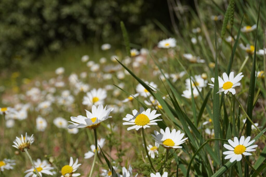daisys growing in a field