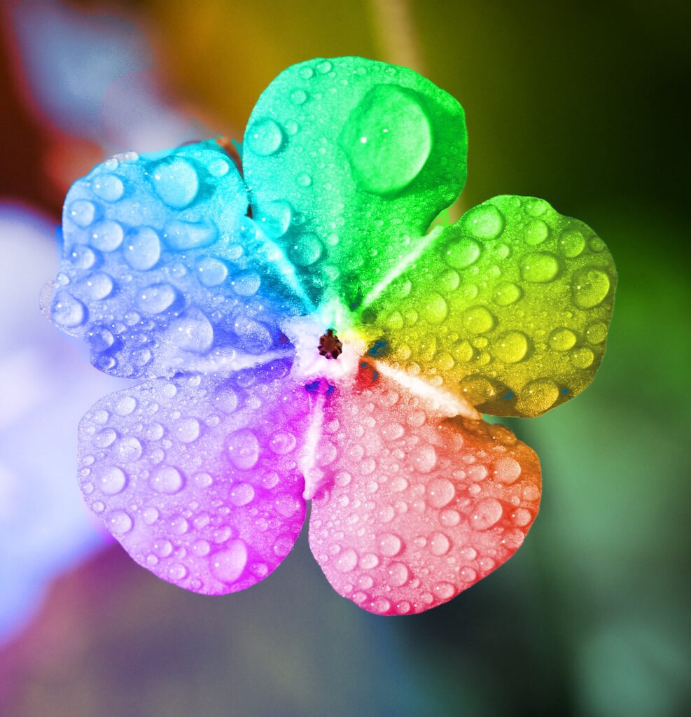 rainbow flower petals with rain drops