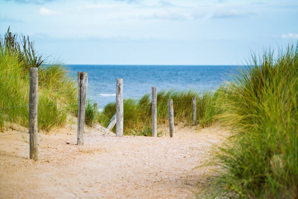 beach with wooden posts and grasses